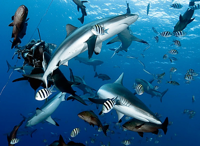 Sharks-Diving in Yap-Micronesia